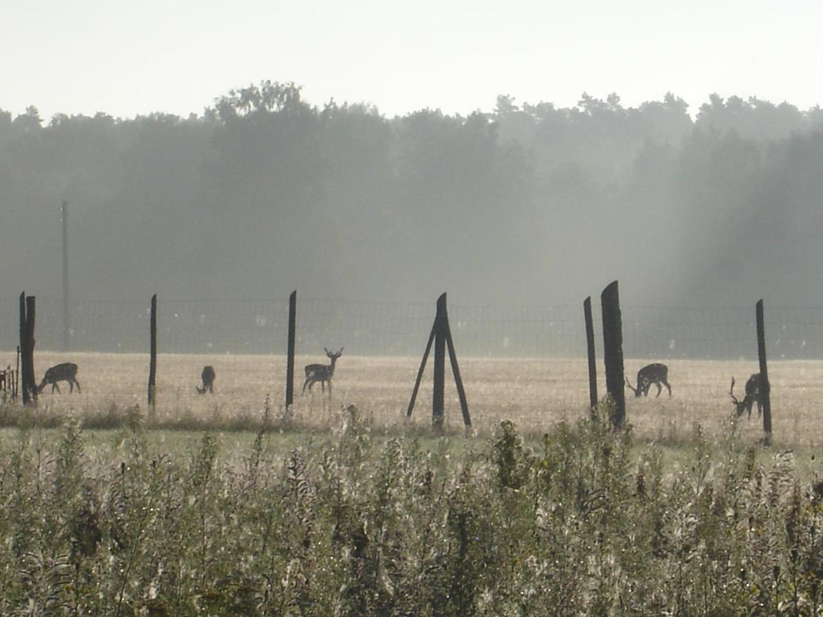 Ferienwohnung 1 Im Landhaus Am Wildpark Boek Buitenkant foto